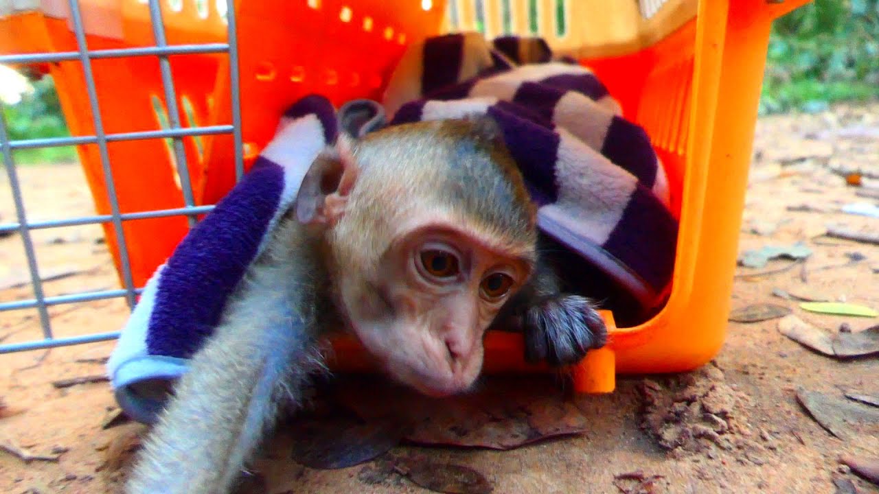 Welcome video early 20th October Dawn is fine baby is sleepy lol please enjoy thanks