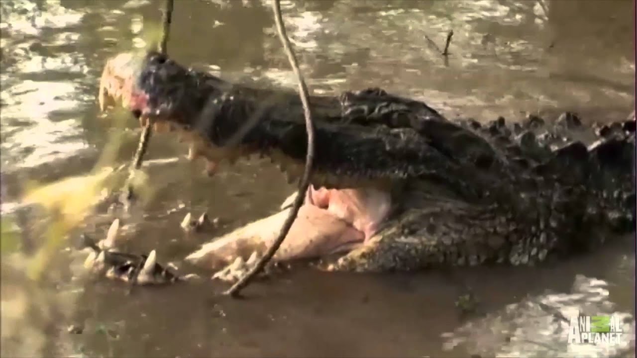 Holy Moly! Gatorzilla LIVES! | Gator Boys