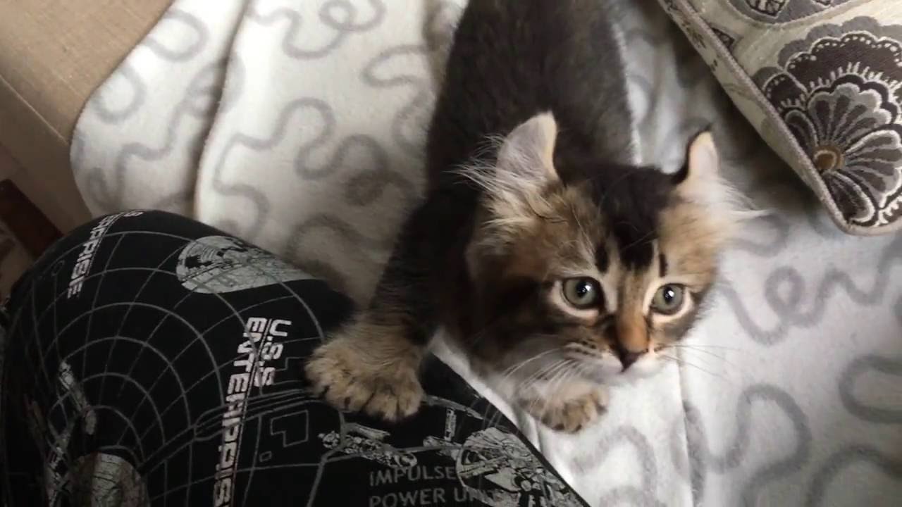 14 chatons Highland Lynx qui jouent