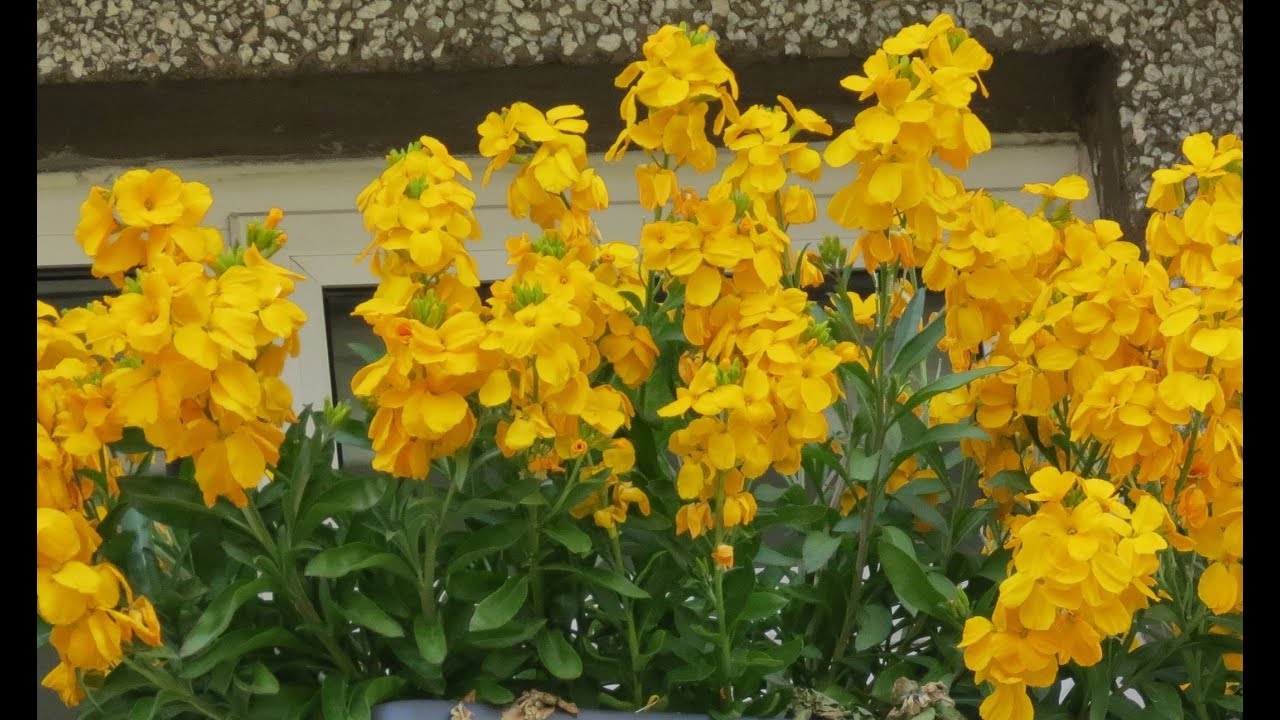 How To Grow Wallflowers as Perennials