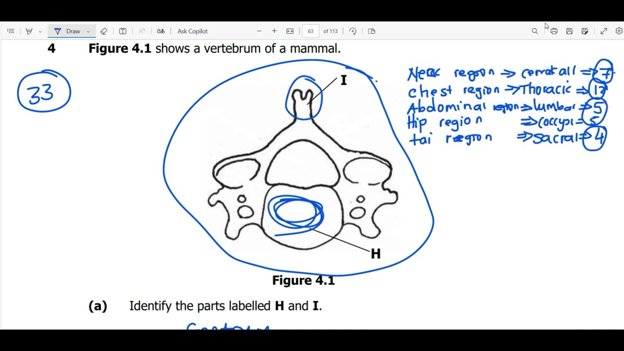 Random questions on skeleton (skeletal system biology exam questions)