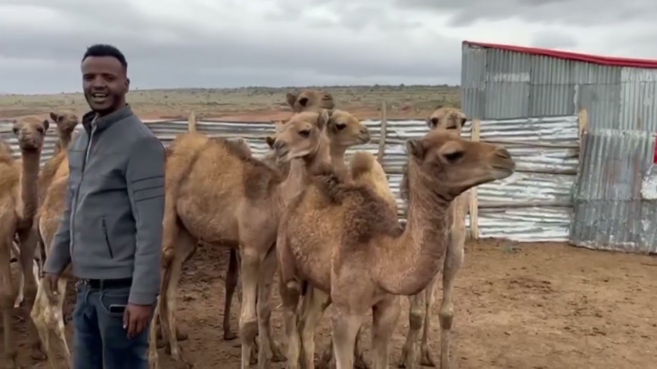 MAGALADA JIGJIGA IYO JAWIGEGA QURUXDA LEH KA BOGASHO WACAN IYO DHAQNKA XOLAHA SOMALIYED