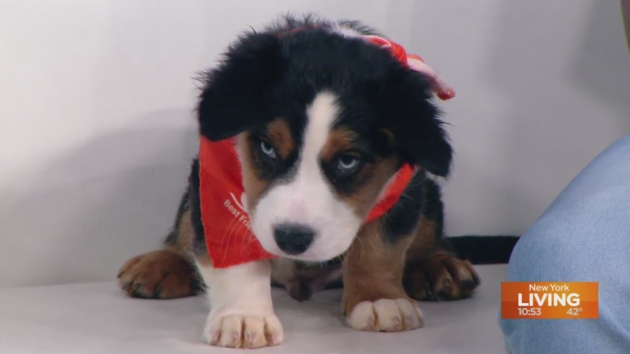 Tail waggin Tuesday: Meet puppy Apollo