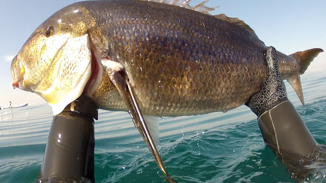 denton 9 kg a 15 m