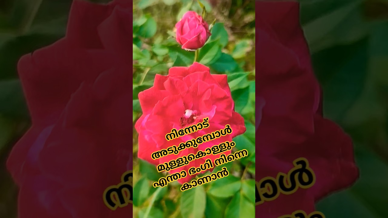 18jan26 നിലാ കായം വെളിച്ചം 