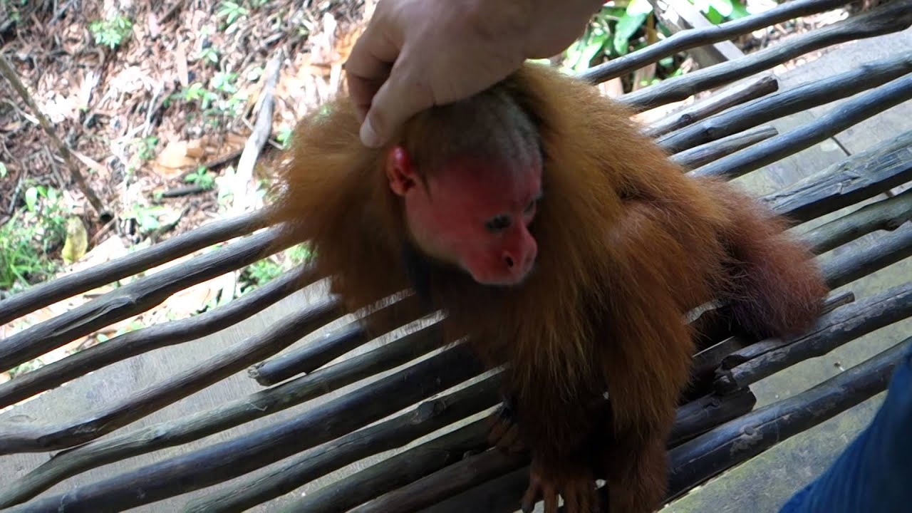 Petting bald uakari monkey in Amazon Animal Orphanage Peru