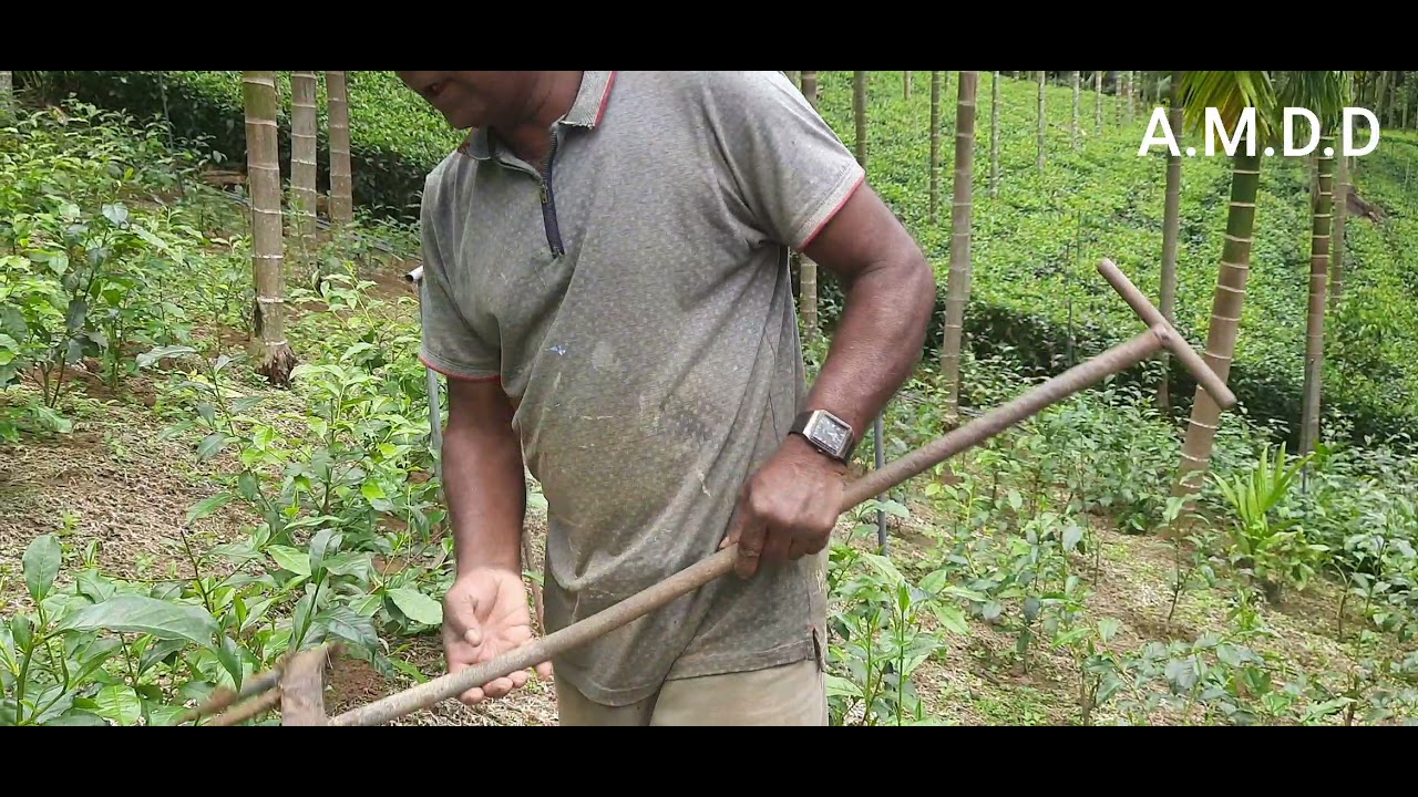 තේ පැල සඳහා පොහොර යෙදීම ෴