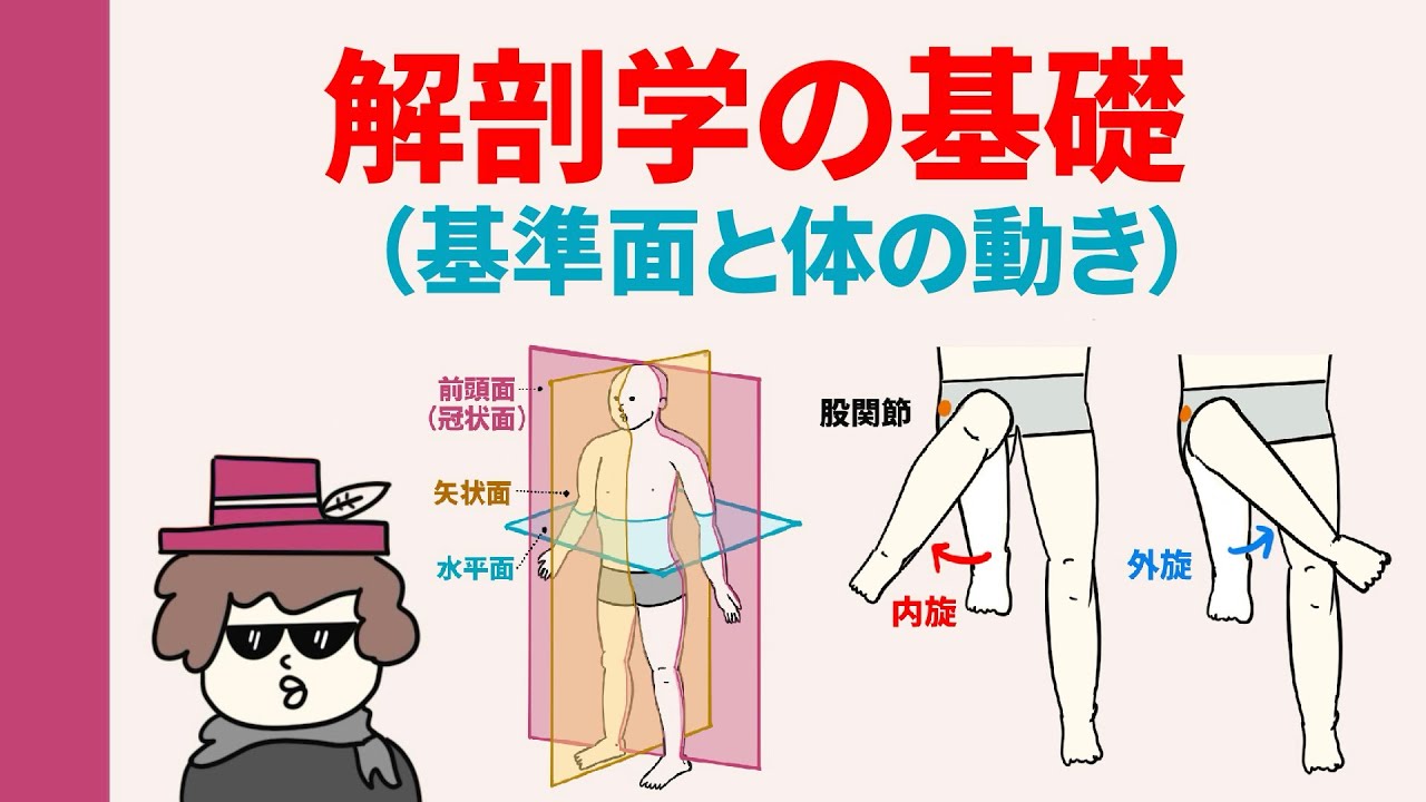 【解剖学の基礎知識】体の基準面と動きの方向