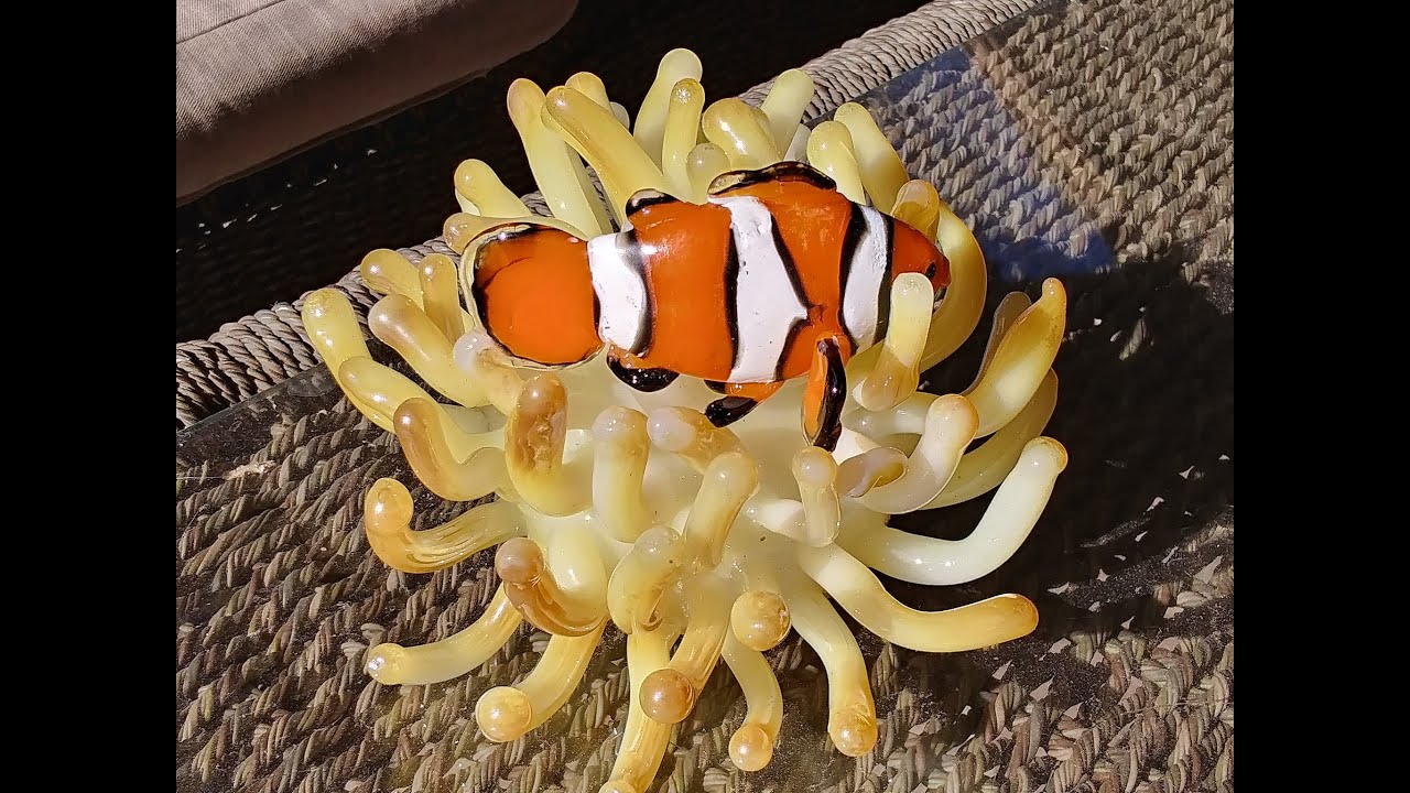 New home for Glass Clownfish.