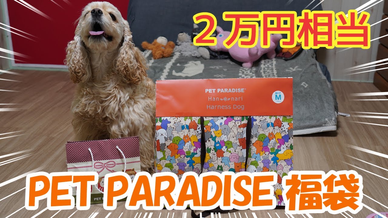 2020年PET PARADISE犬用福袋を開封したら中身が凄すぎた！！！
