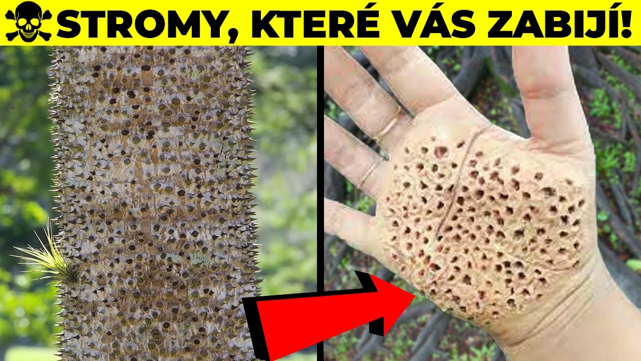 TOP 5 Nejv&iacute;ce Nebezpečn&eacute; Stromy, Kter&yacute;ch Se Nedot&yacute;kejte
