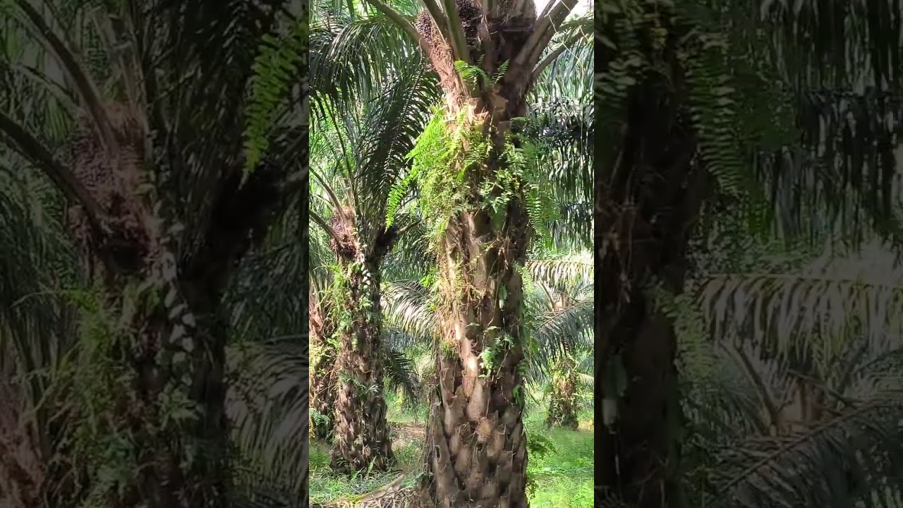 Buah trek❗tidak bisa selalu diartikan buahnya kosong. Varietas Sain 1 Calabar