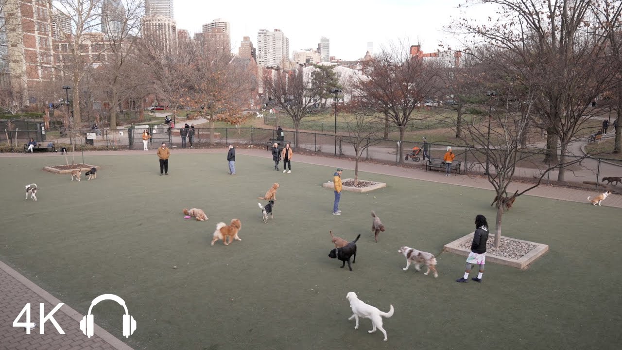 Schuylkill River Dog Park, Philadelphia | Ambient Background Binaural Sounds | 4K
