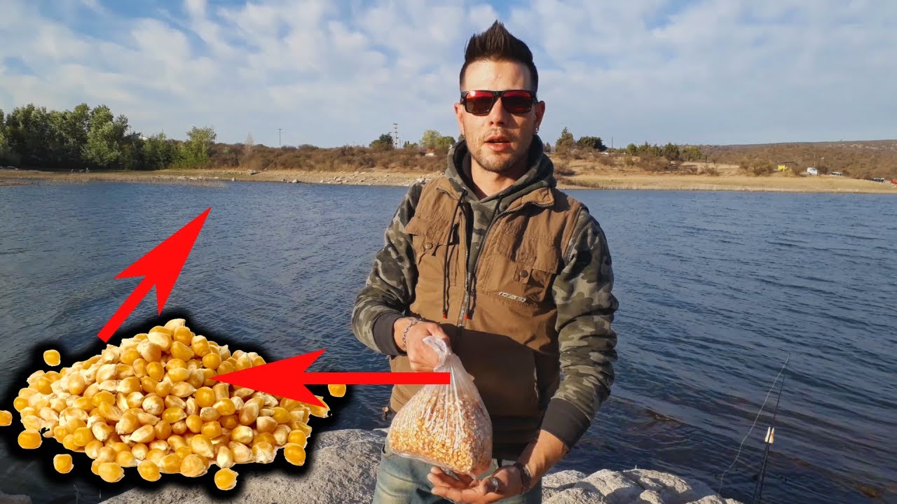 Como Cebar lugar de Pesca con Maíz para la CARPA