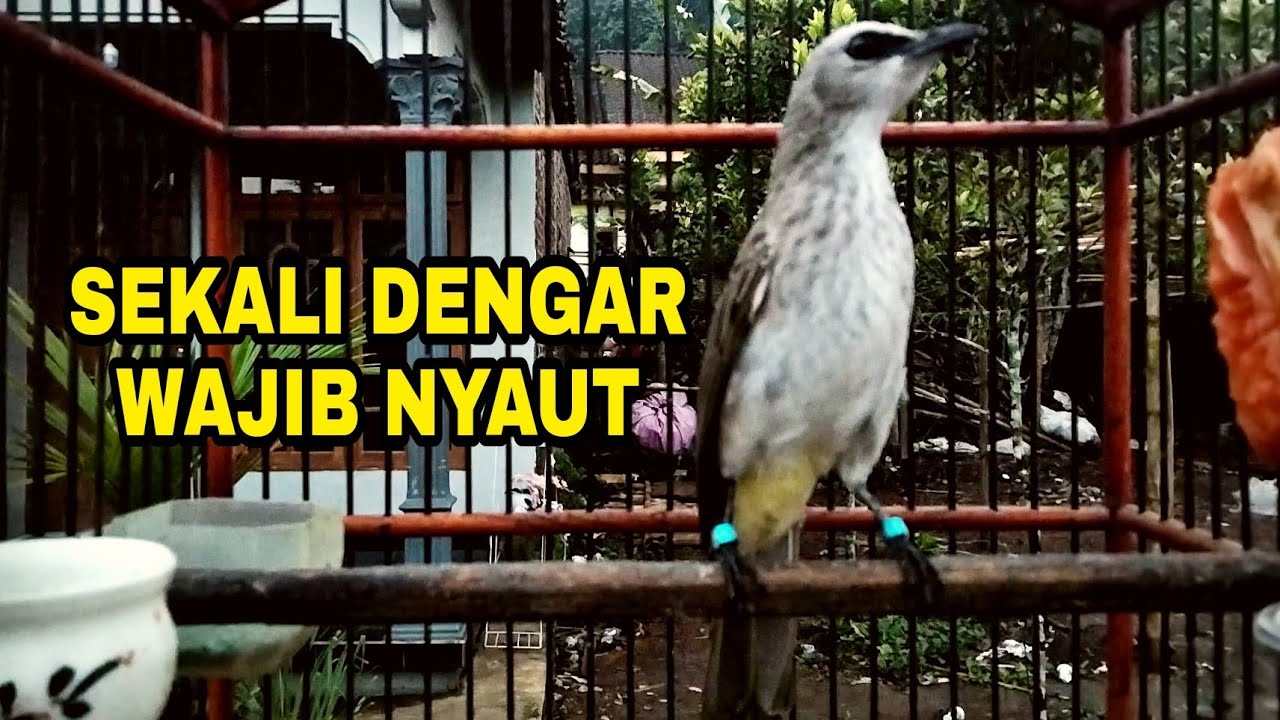 Pancingan Trucuk pagi hari 100 % efektif bikin bunyi gacor dengan suara trucuk ini