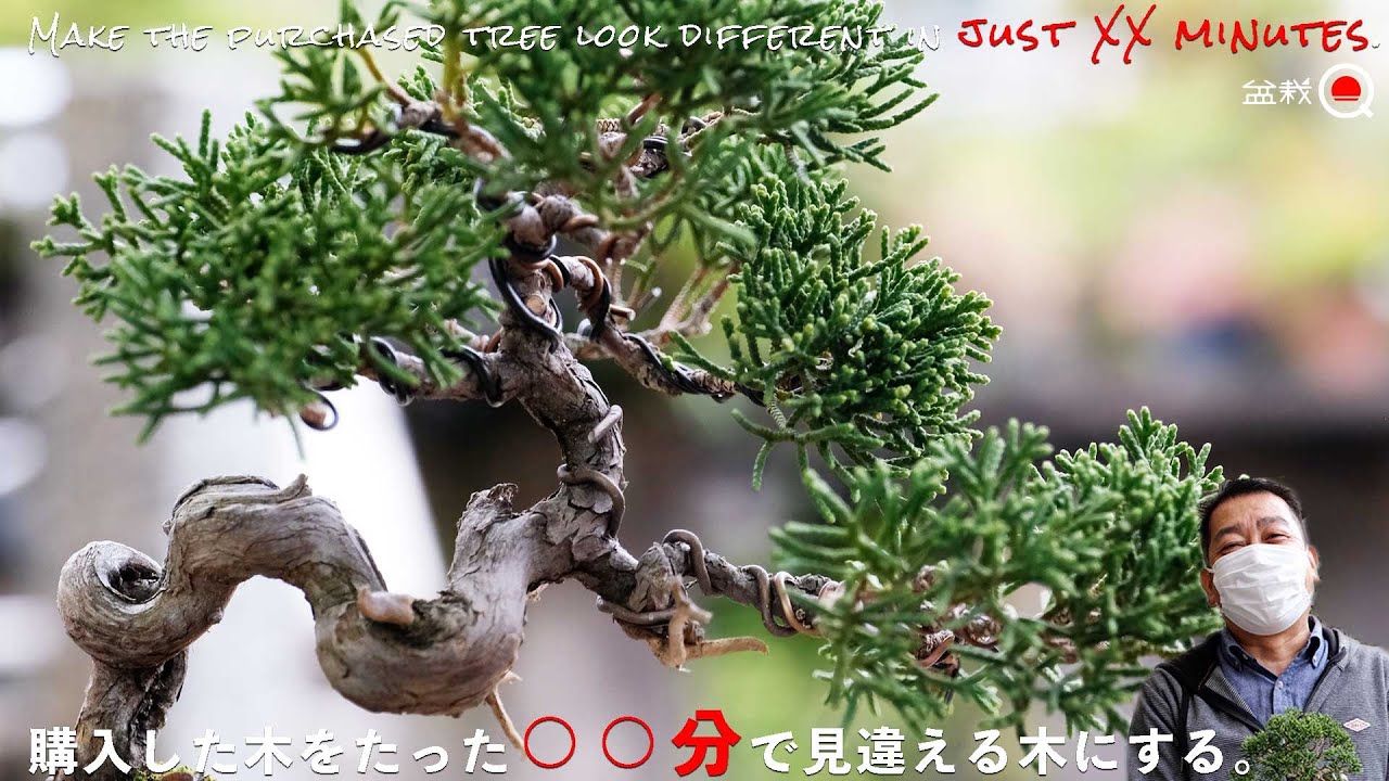 【驚愕】たった○分で購入した木が見違える⁉初心者必見のRTA【盆栽Q】