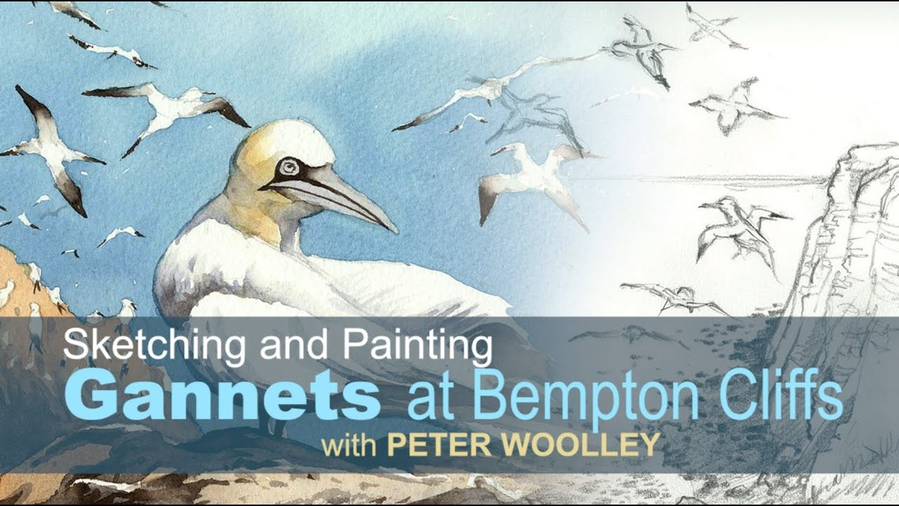 Gannets at Bempton Cliffs