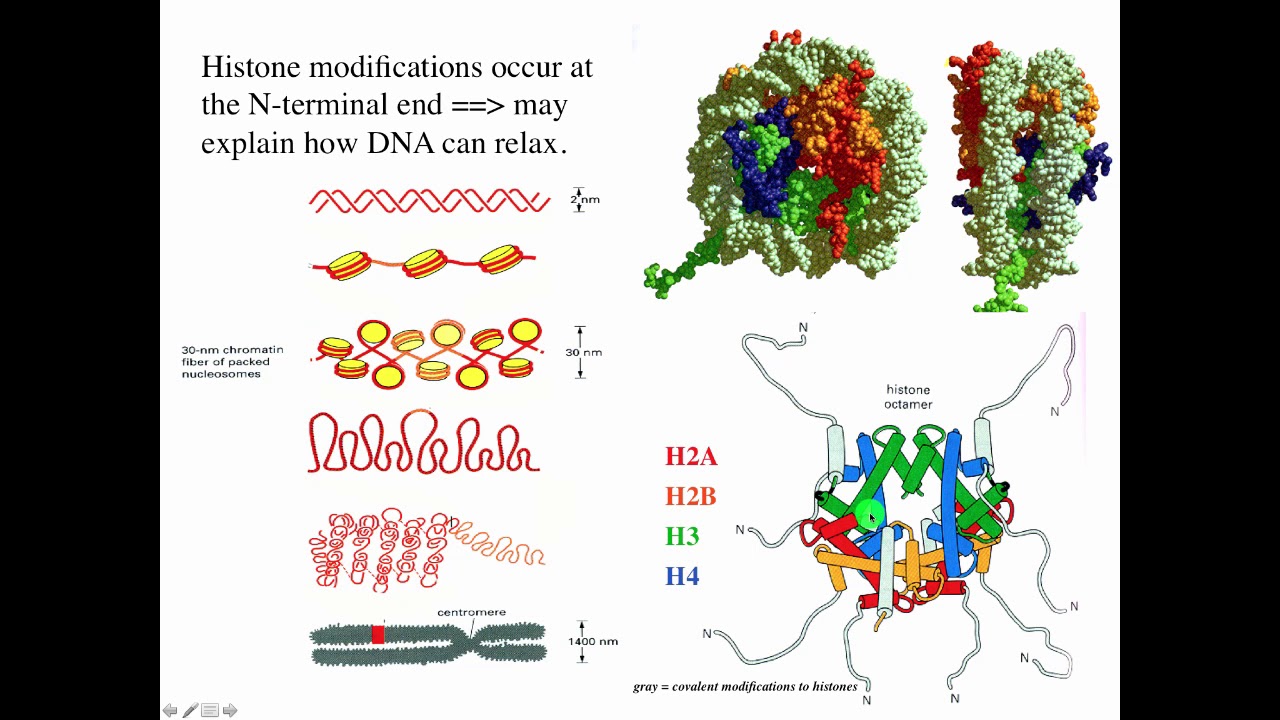 Cytogenetics I   Chromatin & Chromosomes