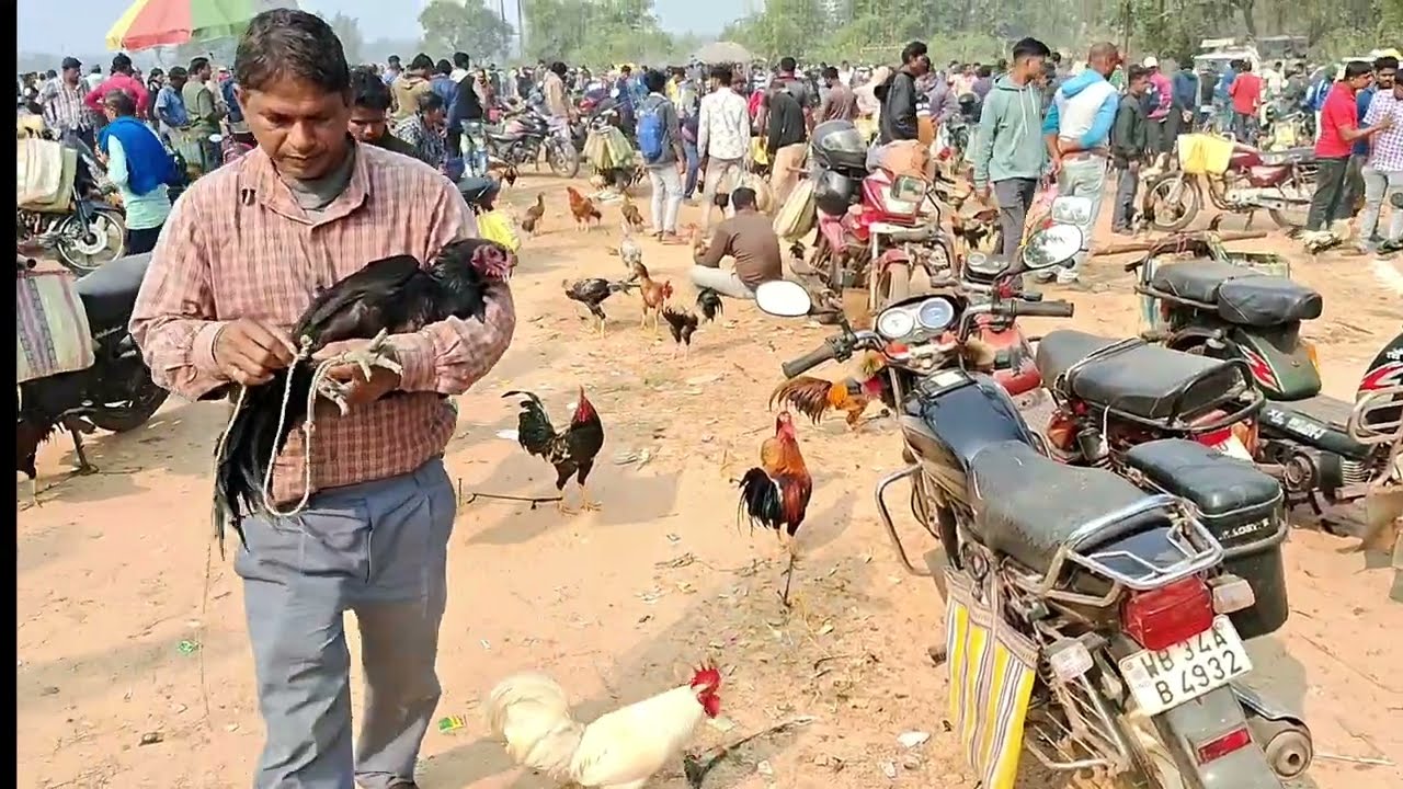 Feko Haat //16/12/2025/Mangalwar//aseel murga haat @SM HANSDA aseel vlogs 