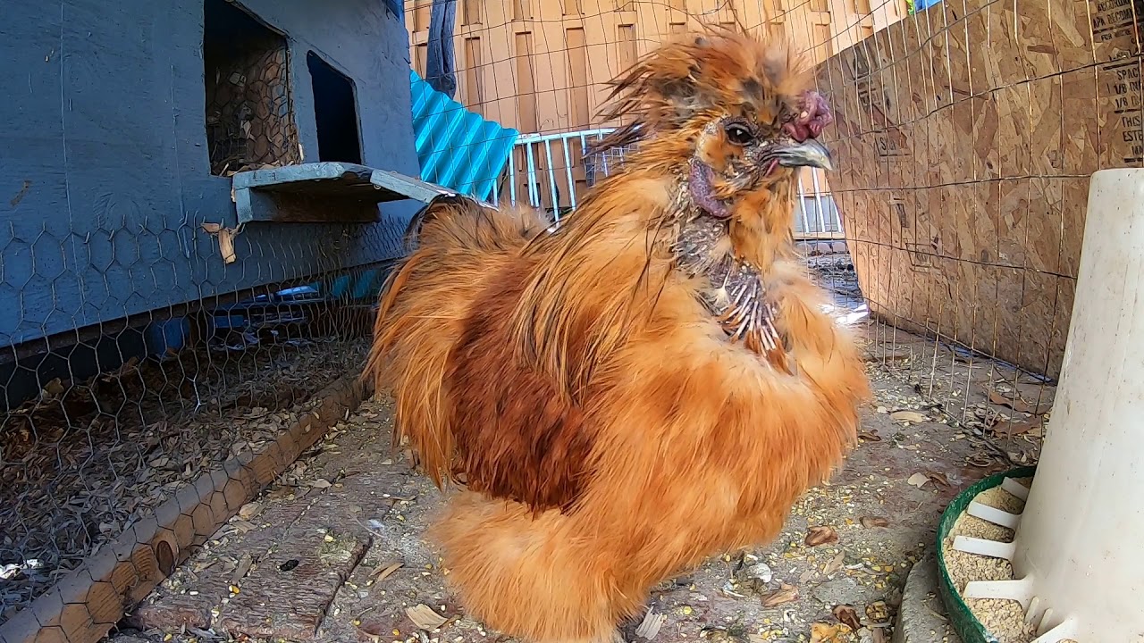 Backyard Chickens Bantam Silkie Rooster Lion! The Lion's Den!