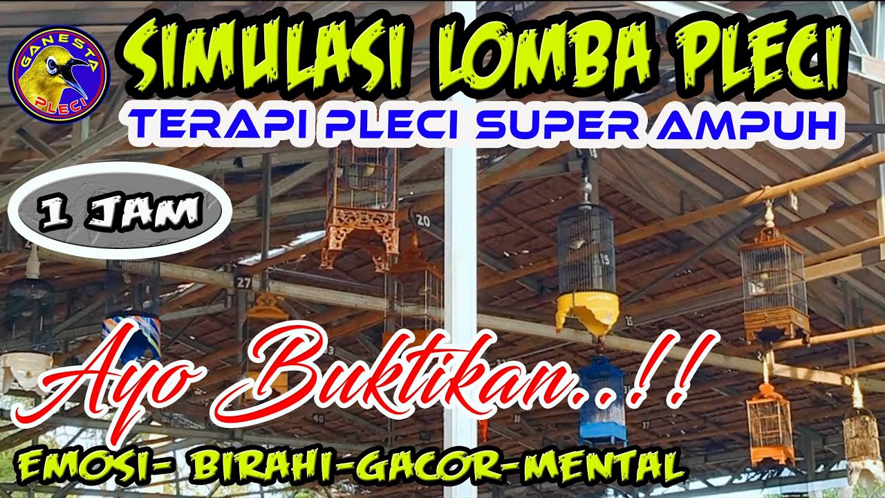 Terapi simulasi Lomba Pleci agar pleci cepat Birahi & Emosi serta gacor sepanjang hari #terapipleci