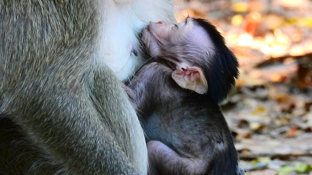 CUTE LITTLE BROOKE SO ADORABLE WHEN HUG MAMA DRINK YUMMY MILK.