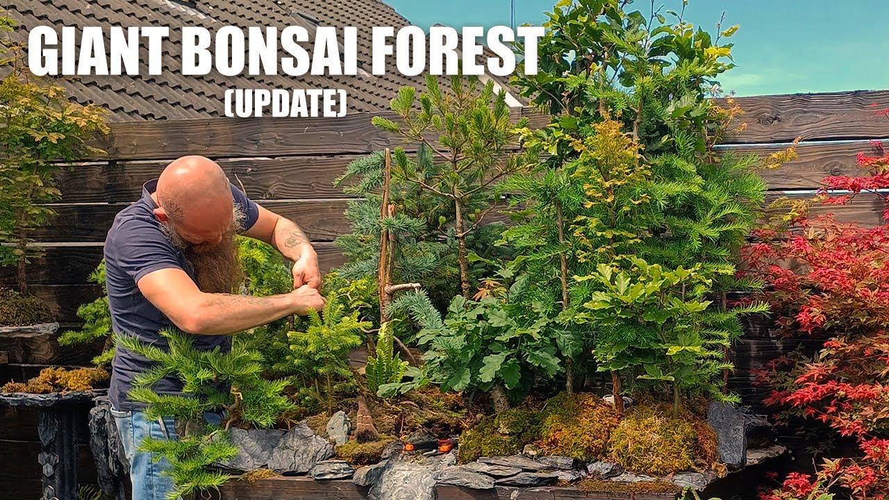 One year development on a Giant Bonsai Forest