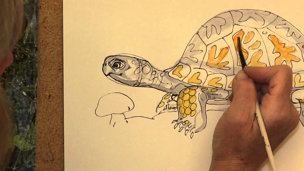 How to Draw Mossy an Eastern Box Turtle