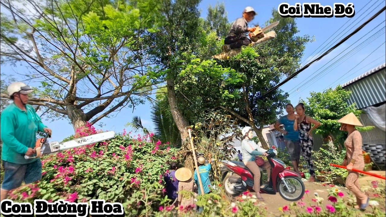 Cưa C&acirc;y C&agrave; Na, C&acirc;y C&ograve;ng Ng&atilde; Qua D&acirc;y Điện / Sawing a Cana, Cong tree that fell over power lines |P285