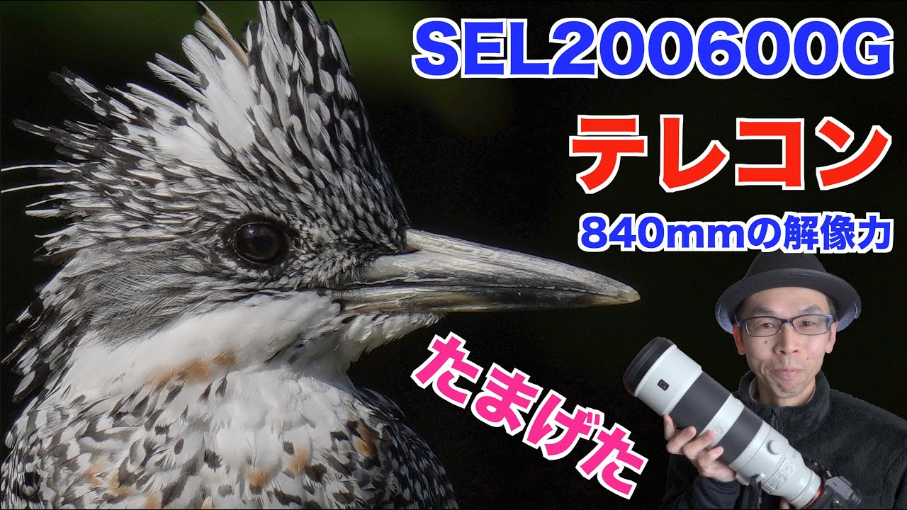 【野鳥撮影／SEL200600GとSEL14TC】テレコン840mmの解像力！／作例ヤマセミ#4K【SONY α7RⅣ】