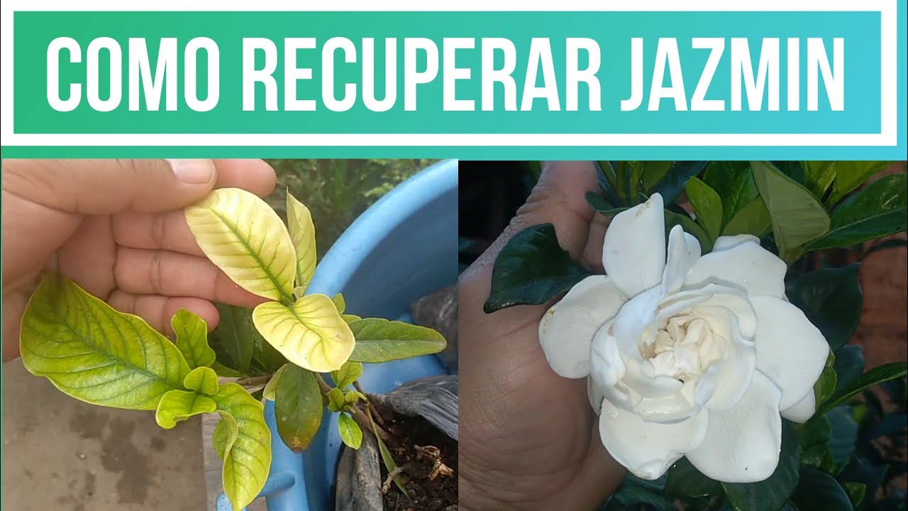 JAZMIN DEL CABO CON HOJAS AMARILLAS TRATAMIENTO, GARDENIA CON CLOROSIS FERRICA