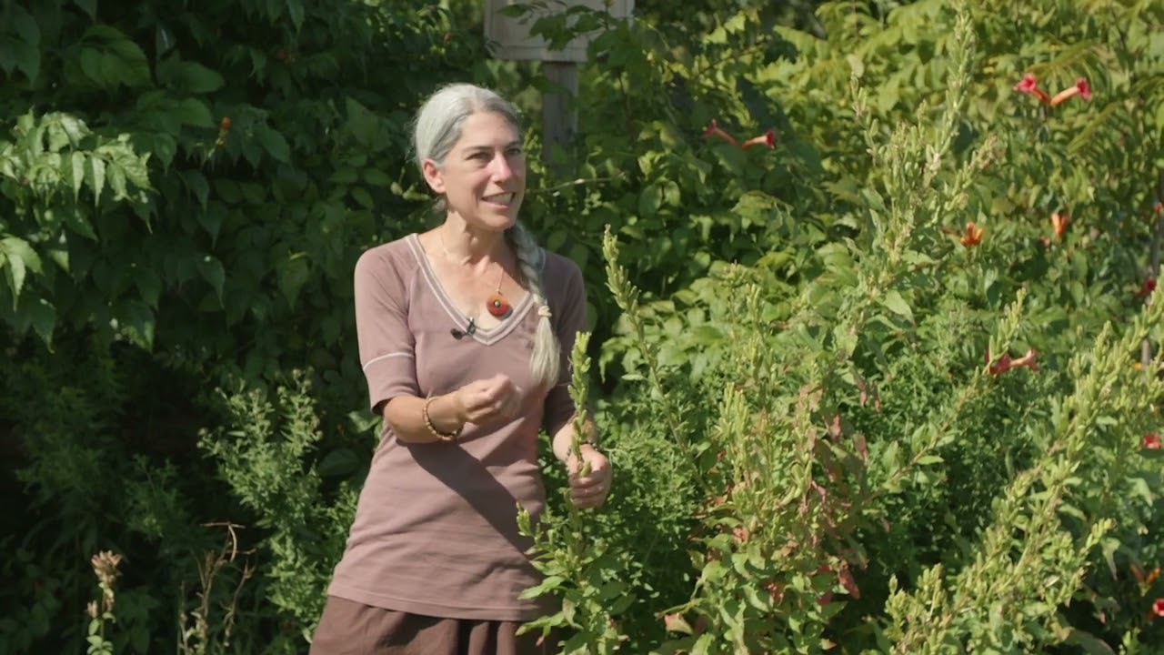 Cobourg Ecology Garden: Medicinal Plant Series &mdash; Evening Primrose