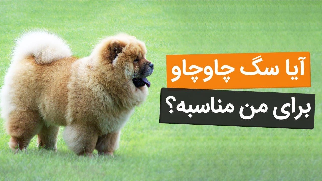 سگ چاوچاو و همه چیز درباره این نژاد