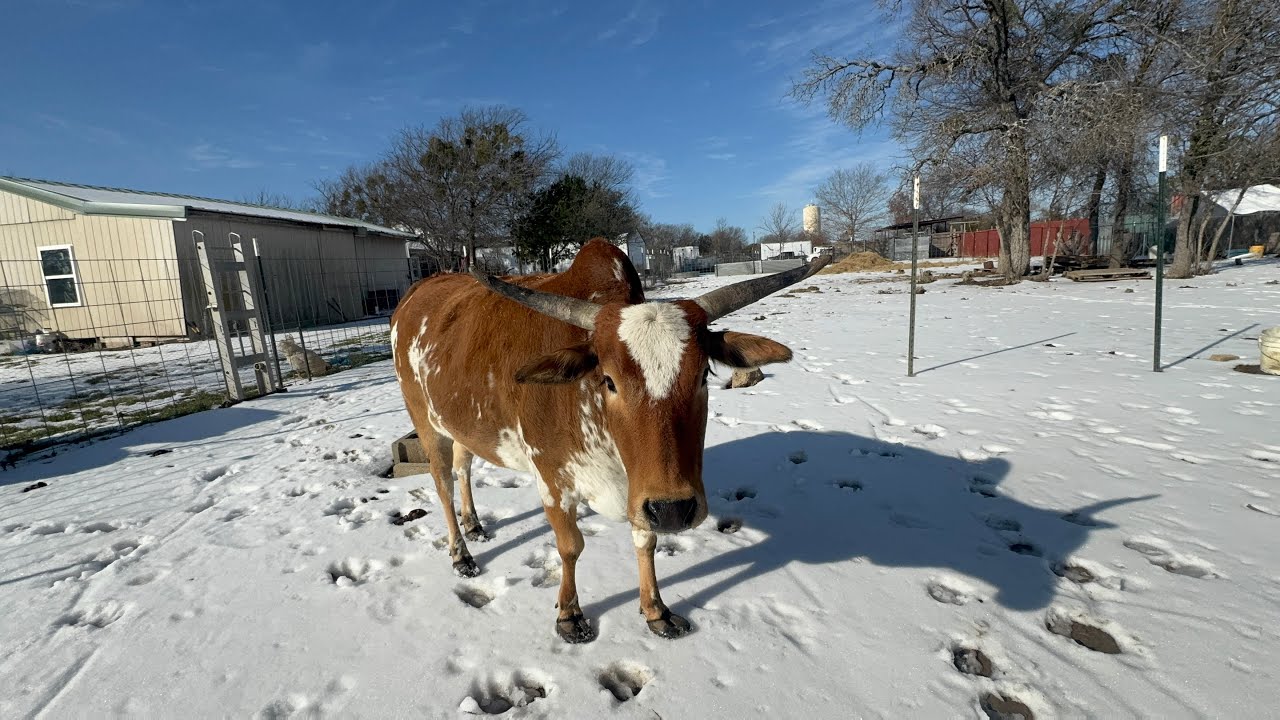 Homestead update. - How are all the animals? Finally, it's all melting.