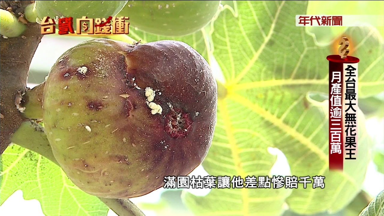 180721台灣向錢衝》part4前台最大無花果王 月產值逾三百萬