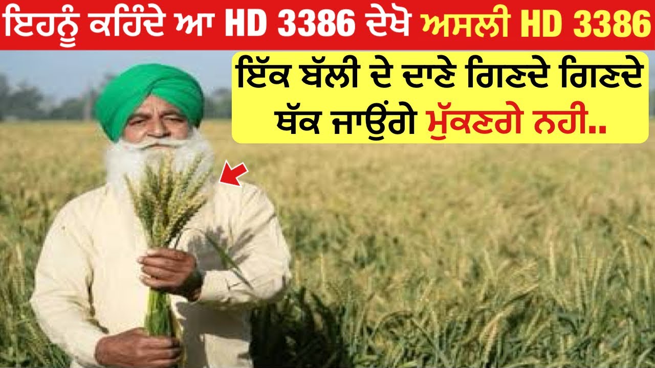 ਦੇਖੋ ਅਸਲੀ HD 3386 ਇੱਕ ਬੱਲੀ ਚ ਦਾਣੇ ਗਿਣਦੇ ਗਿਣਦੇ ਥੱਕ ਜਾਓਂਗੇ ਮੁੱਕਣਗੇ ਨਹੀ | HD 3386 wheat review