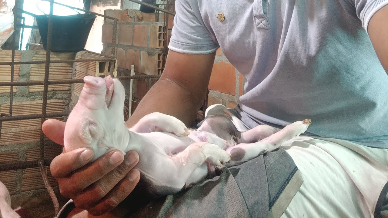 reanimación de lechón nacido muerto