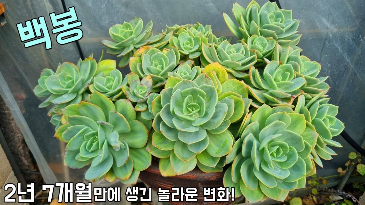 분갈이 2년7개월만에 생긴 다육식물 백봉의 놀라운변화!