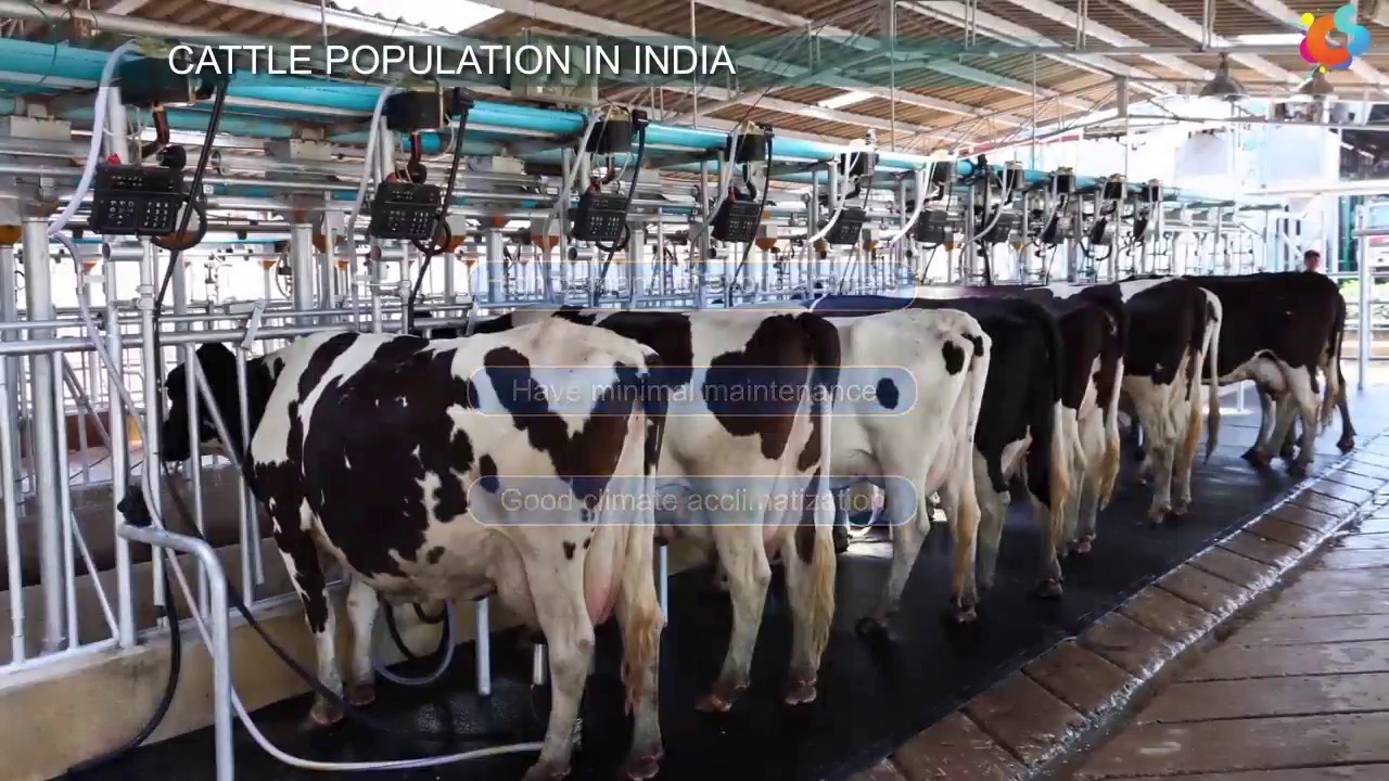 Dairy Farm Management