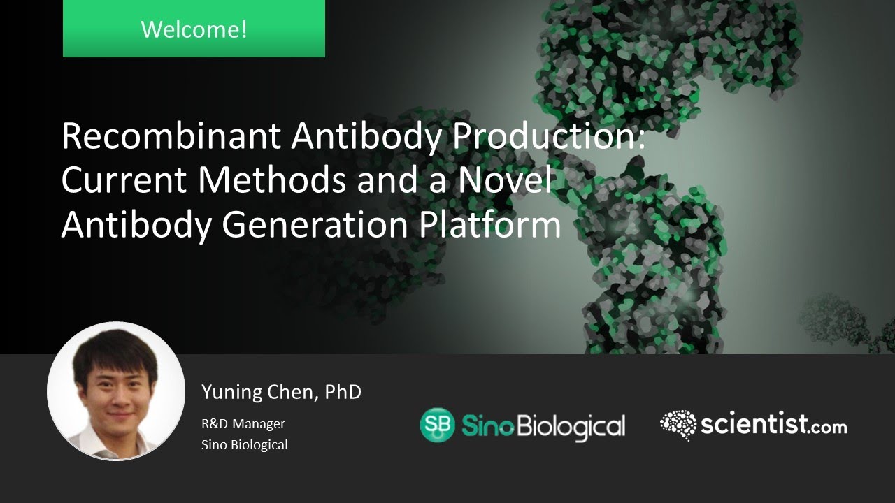 Recombinant Antibody Production: Current Methods and a Novel Antibody Generation Platform