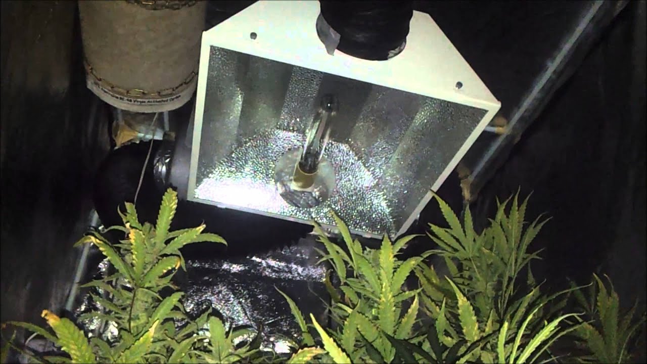 Ice Cool Auto #4 600w RDWC WaterFarm 65 Days