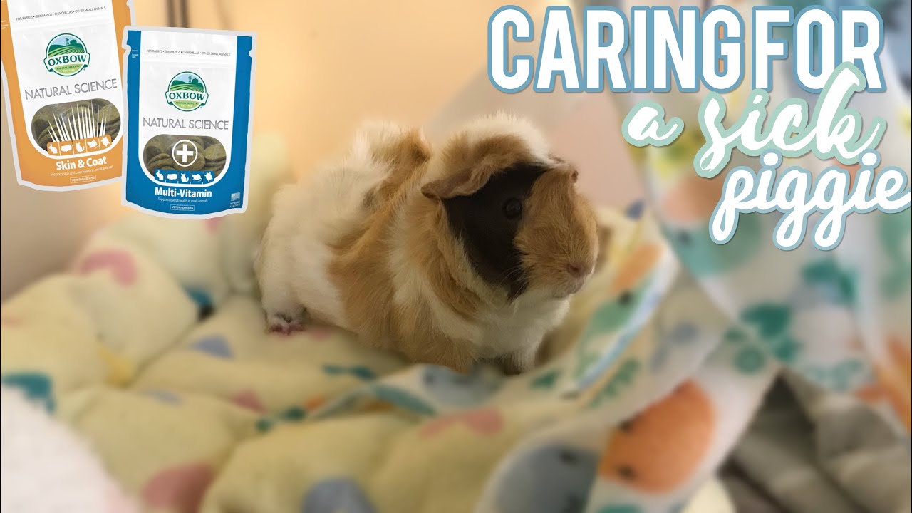 Caring For a SICK Guinea Pig