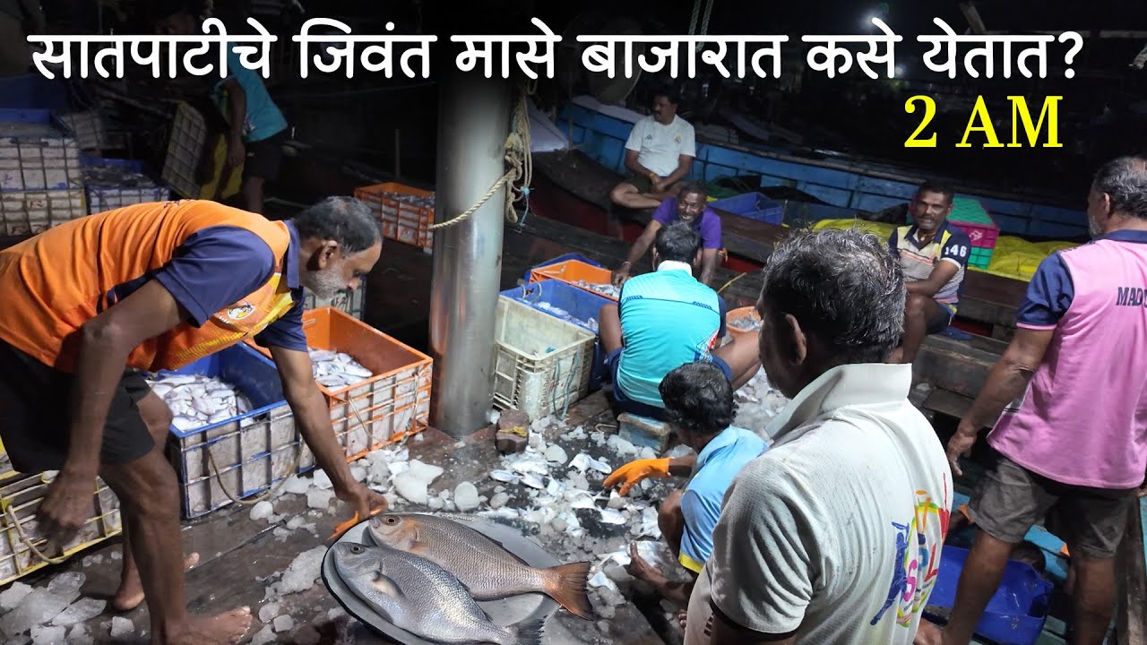 STORY BEHIND SATPATI FISH MARKET | Palghar Wholesale Fish Market सातपाटीचे जिवंत मासे कसे येतात?