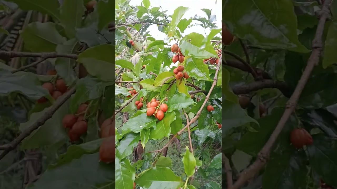 PINAT BATAR FRUT 3 YAR PLANTS.