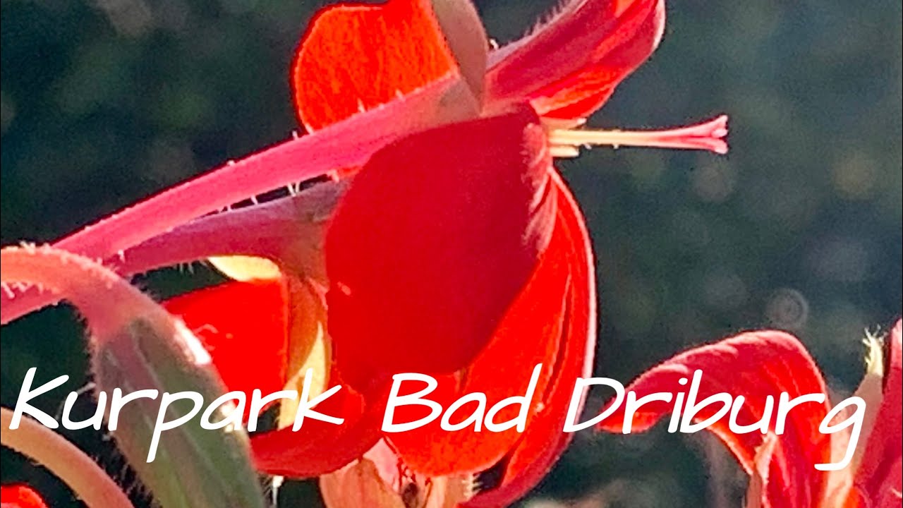 Kurpark Bad Driburg im Sommer 2021