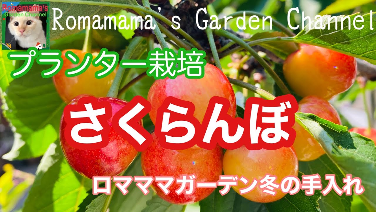 【さくらんぼ】プランターでさくらんぼ栽培　冬の剪定と植え替え　