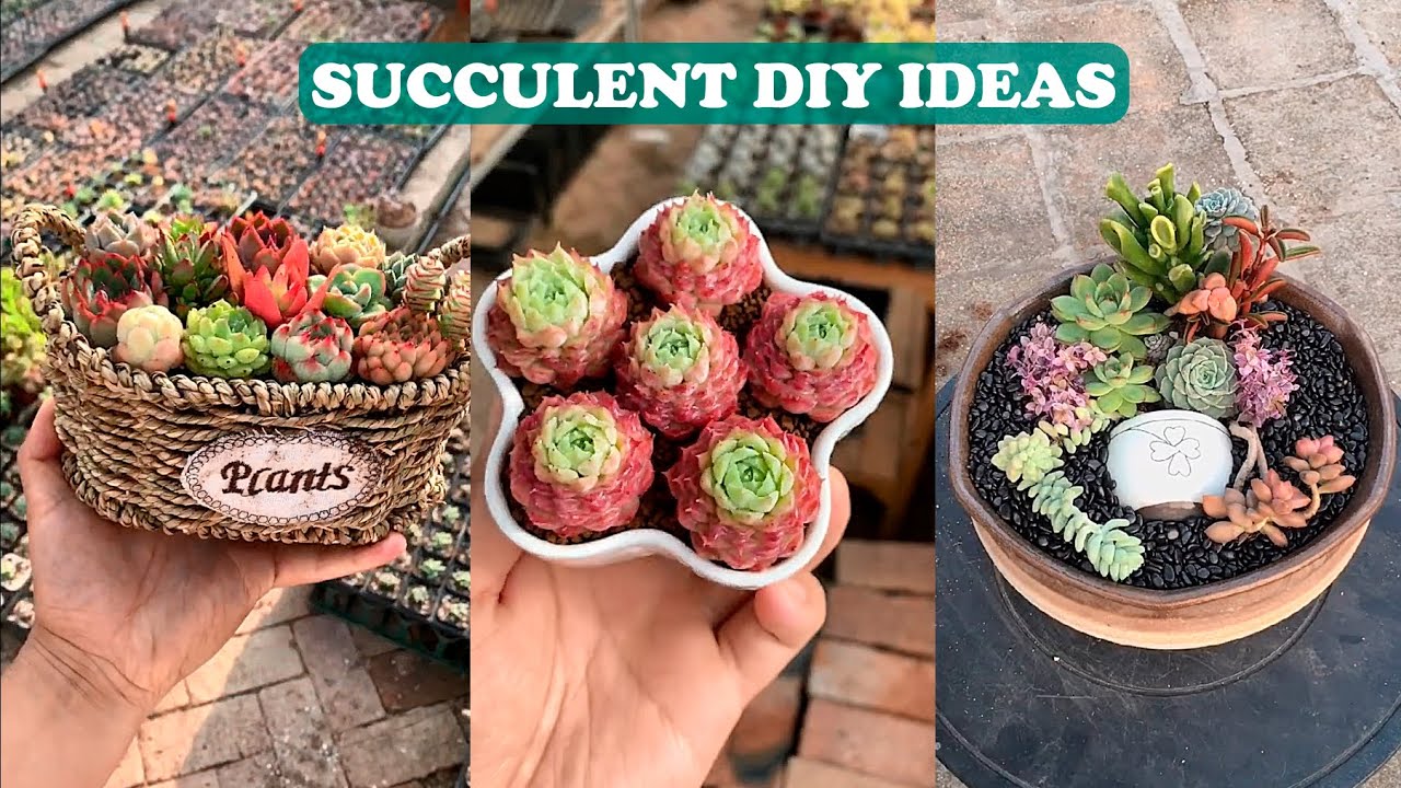 Top 27 Succulent DIY Ideas| 27 ý tưởng trang trí sen đá| 多肉植物| 다육이들 | Suculentas