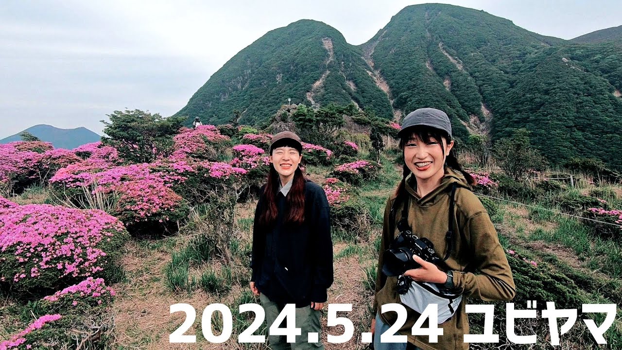 【指山】ミヤマキリシマ当たり年【2024年5月24日】