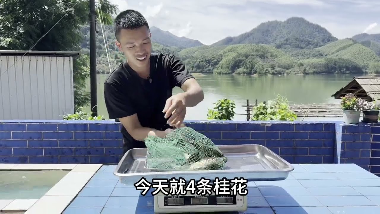 捕获野生大鲤鱼#户外捕鱼 #户外撒网捕鱼 #鱼获满满