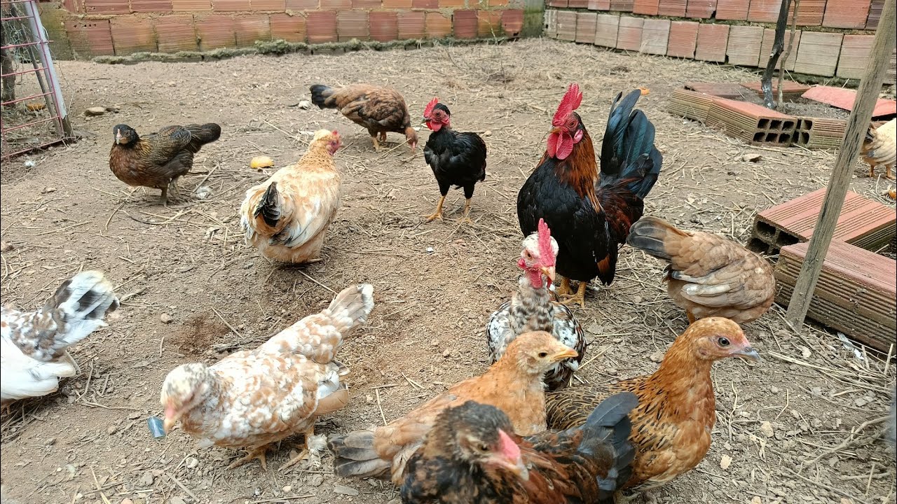 A chuva finalmente deu uma trégua / vou vermífugar as galinhas 🐓🐣